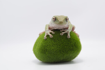 Australian Green Tree Frog on artificial moss stones, Dumpy frog litoria caerulea on white background