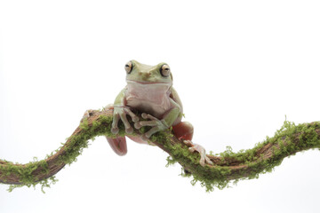Australian Green Tree Frog on branch, Dumpy frog litoria caerulea on white background