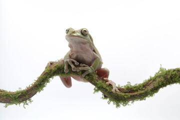 Australian Green Tree Frog on branch, Dumpy frog litoria caerulea on white background