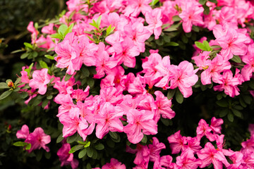 Obraz premium Bright pink azalea flowers bloom in a garden during spring season in a colorful display of nature