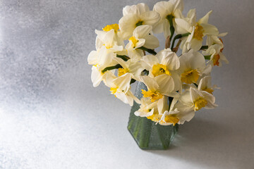 Bright Narcissus flowers in a glass vase sitting on a gray background