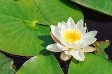 Aquatic plant, white water lily with yellow center, Nymphaea alba floating on green leaves in calm pond water symbolizing purity tranquility and summer nature