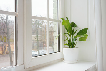 Fresh green decorative houseplant Spathiphyllum in white pot on a windowsill. Ornamental plant, flower breeding, decor fo home interior.