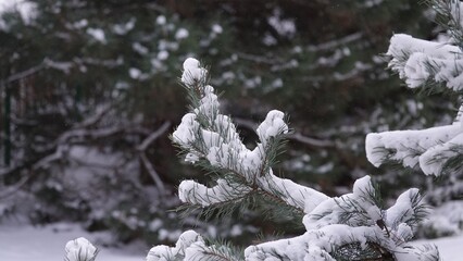Drzewa iglaste pokryte ciężkim, białym śniegiem. Konary drzewa uginają się pod ciężarem śniegu. Sceneria zimowa widoczna na drzewach iglastych. © tomo81