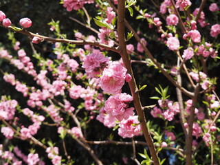 Obraz premium ハナモモ