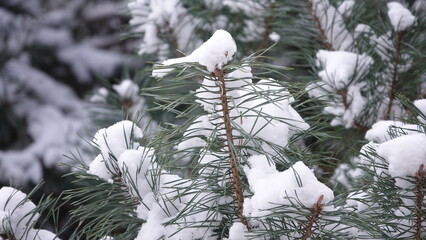 Drzewa iglaste pokryte ciężkim, białym śniegiem. Konary drzewa uginają się pod ciężarem śniegu. Sceneria zimowa widoczna na drzewach iglastych. © tomo81