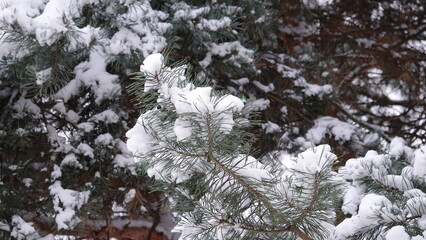 Drzewa iglaste pokryte ciężkim, białym śniegiem. Konary drzewa uginają się pod ciężarem śniegu. Sceneria zimowa widoczna na drzewach iglastych. © tomo81