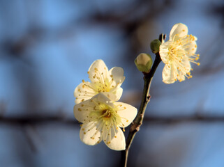 1月に美しく咲いた白い梅の花「月影（ツキカゲ）」