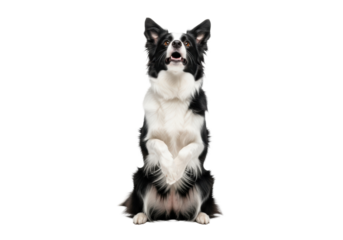 A joyful, well-groomed, high-contrast border collie dog standing perfectly balanced on its hind legs in a high-key studio, showcasing intense focus. Commercial dog training concept