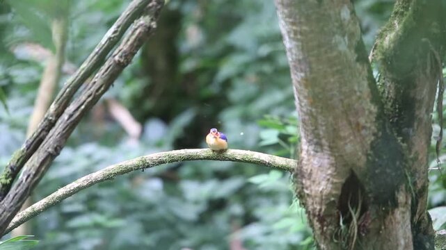 The African pygmy kingfisher (Ispidina picta) is a small insectivorous kingfisher found in the Afrotropics. This video was taken in Uganda.