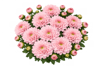 Cluster of pink chrysanthemum flowers with green foliage and developing buds, showcasing blossoming beauty with a transparent background