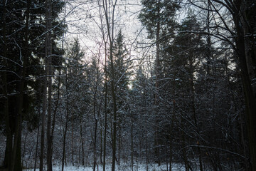 Fototapeta premium winter landscape trees grass snow clouds