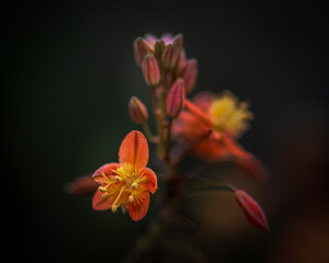 Fototapeta premium Close-up and macro photography of blooming flowers and flower buds with vivid red, pink and purple petals in natural light.