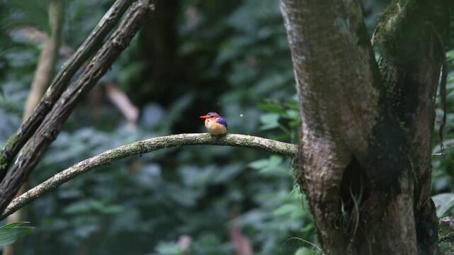 The African pygmy kingfisher (Ispidina picta) is a small insectivorous kingfisher found in the Afrotropics. This video was taken in Uganda.