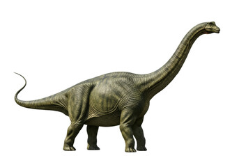 Fototapeta premium a colossal, scientifically accurate apatosaurus with textured olive green and brown reptilian skin stands in a full profile pose on a high-key white background, concept of isolated paleontology study