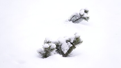 Drzewa iglaste pokryte ciężkim, białym śniegiem. Konary drzewa uginają się pod ciężarem śniegu. Sceneria zimowa widoczna na drzewach iglastych. © tomo81