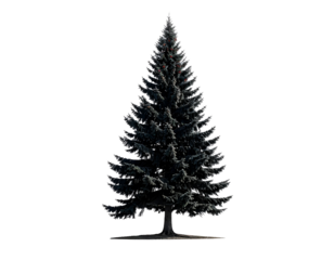 Isolated evergreen tree on transparent background for design and decoration