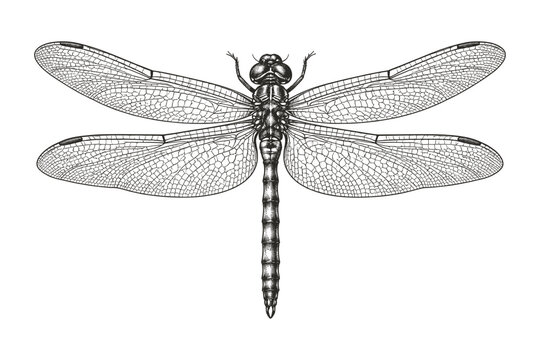 Detailed black and white dragonfly illustration with intricate wing patterns