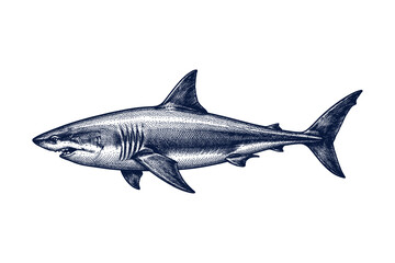 Fototapeta premium Detailed vintage sketch of a great white shark