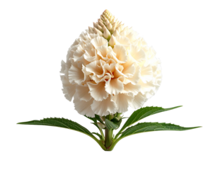 Isolated white flower with green leaves against a transparent background
