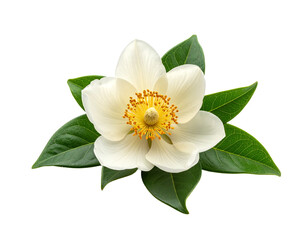 Fototapeta premium Isolated white flower with yellow center and green leaves transparent background