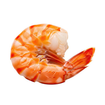 a single raw caridean shrimp, slightly curled, featuring translucent exoskeleton and vibrant orange banding, wet and pristine, isolated on brilliant white background, emphasizing high culinary quality
