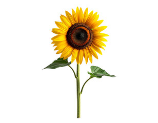 Obraz premium Single sunflower on transparent background with detailed petals and stem