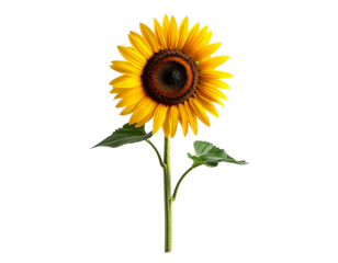 Single sunflower on transparent background with detailed petals and stem