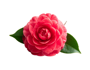 Vibrant red flower with green leaves isolated on transparent background