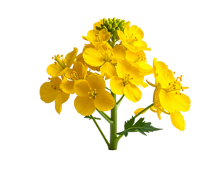 Vibrant yellow flower with green stems and leaves isolated on transparent background
