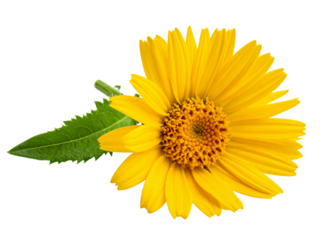 Vibrant yellow flower with green leaf isolated on transparent background - Powered by Adobe