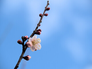 晴れた1月に咲いた紅梅「紅冬至（コウトウジ）」