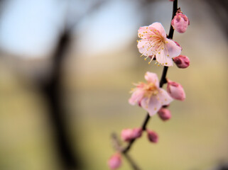 晴れた1月に咲いた紅梅「紅冬至（コウトウジ）」
