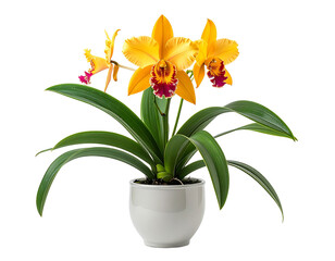 Yellow orchid plant in a gray pot isolated on transparent background
