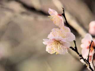 晴れた1月に咲いた紅梅「紅冬至（コウトウジ）」