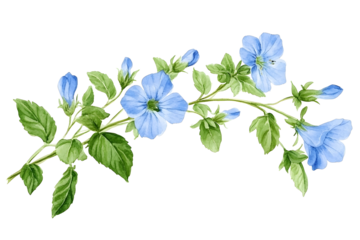 Beautiful Veronica chamaedrys branch with flowers buds germander speedwell birdseye speedwell or cats eyes Watercolor hand drawn painting illustration