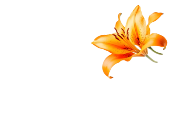 Beautiful Orange lily flower falling in the air isolated on white background High resolution image