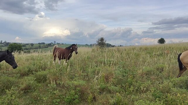 cavalos em um p&ocirc;r-do-sol em uma fazenda de Boituva, interior do Estado de S&atilde;o Paulo, Brasil.