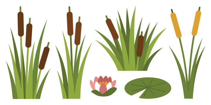An illustration of various cattail plants and a water lily in a serene aquatic environment