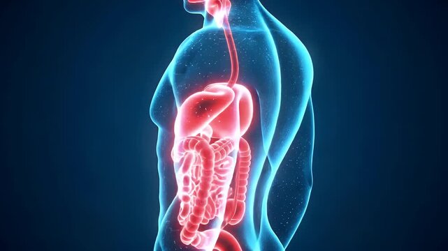 Human digestive system anatomy with glowing red intestines and transparent blue body