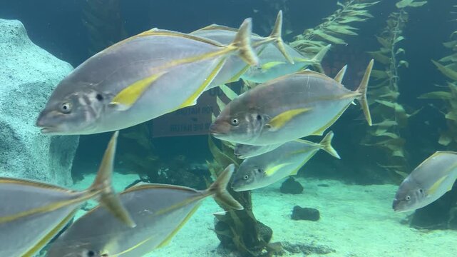 Yellowtail jack Seriola lalandi swimming underwater in clear blue ocean
