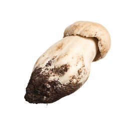 Fresh wild porcini mushroom isolated on white