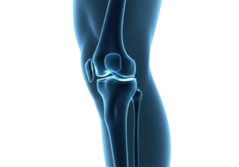 detailed anatomical lateral view of a glowing blue human knee joint rendered in a translucent x-ray style against a clinical white background, precise medical education concept