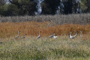 Sandhill Cranes in Wetlands at Sacramento Wildlife Refuge