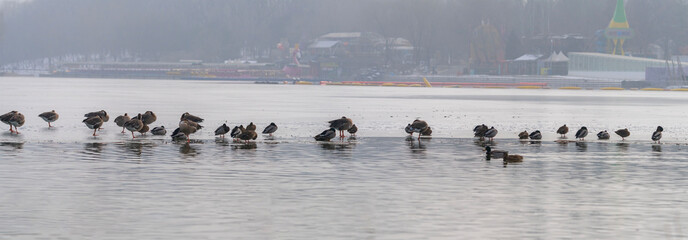 ducks and geese resting on the ice