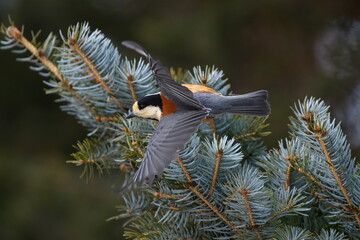 飛んだヤマガラ