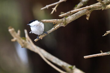 枝に止まったコガラ