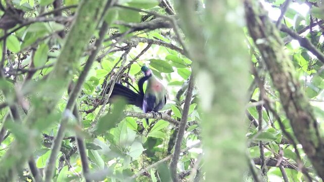 Ruwenzori turaco (Ruwenzorornis johnstoni) in Nyungwe National Park, Rwanda