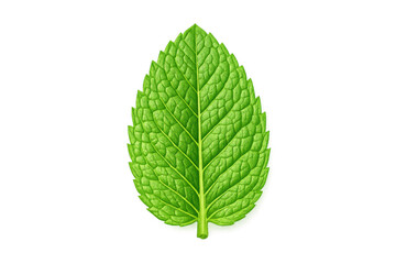 Fototapeta premium Fresh green mint leaf with texture and veins, natural organic herb for cooking and drinks, transparent background
