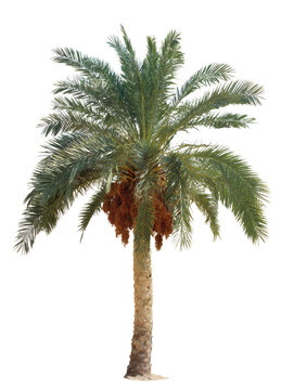 A stunning palm tree with vibrant green leaves and brown fruit